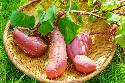 Best Seasonal Flavor / Satsumaimo ( Sweet Potato)