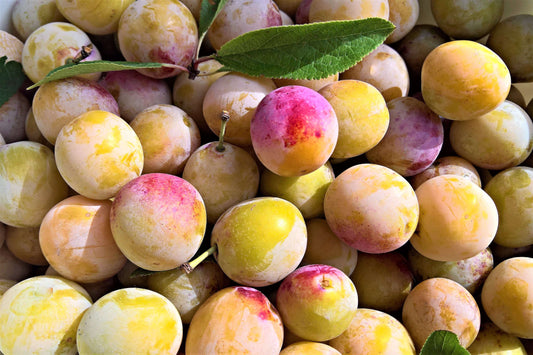 3of Japanese favorite preserves / “Ume Work”
