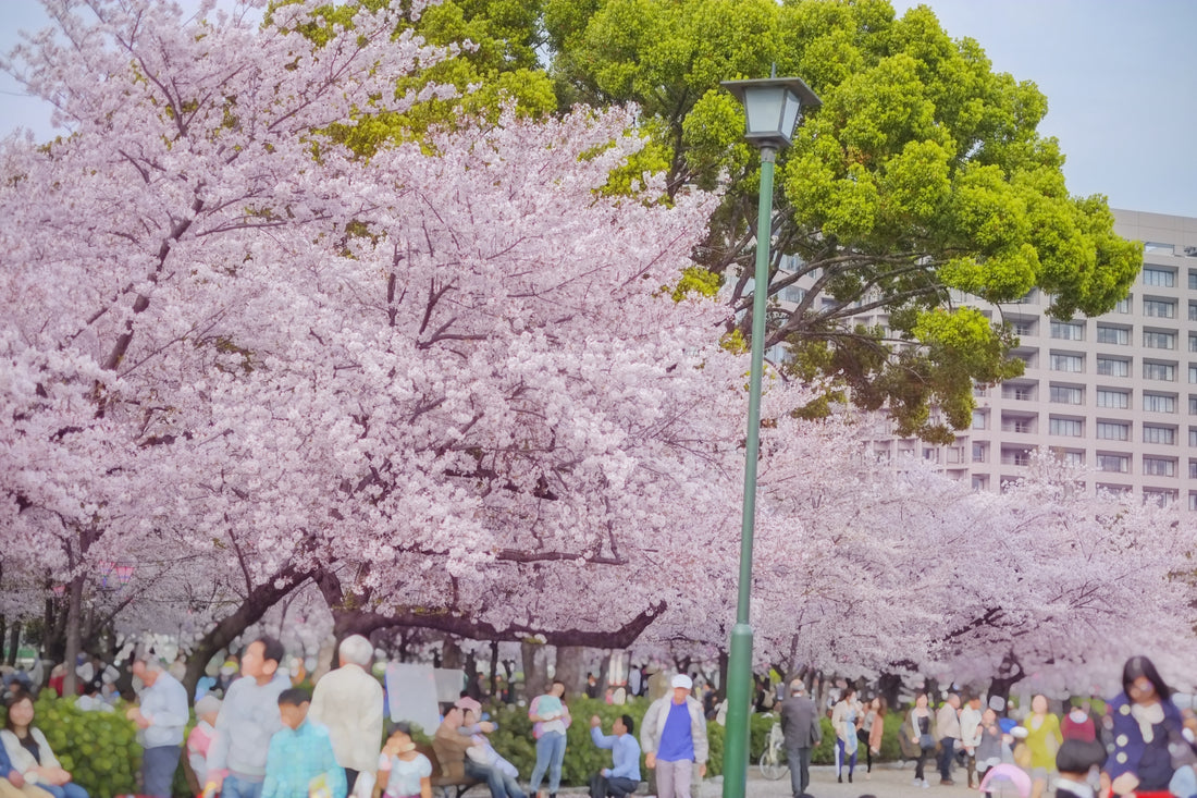 3 things to enjoy the cherry blossom season more!